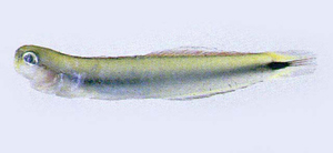 Parioglossus dotui尾斑舌塘鱧
