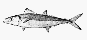 Grammatorcynus bilineatus大眼雙線鯖
