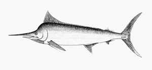 Istiompax indica立翅旗魚