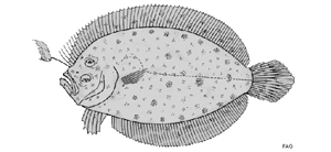 Asterorhombus cocosensis可哥群島角鮃