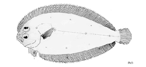Parabothus coarctatus短腹擬鮃