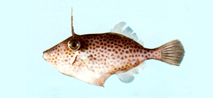 Thamnaconus tessellatus密斑短角單棘魨