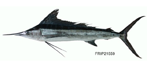 Kajikia audax紅肉旗魚