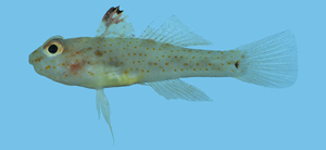 Fusigobius signipinnis斑鰭紡錘鰕虎
