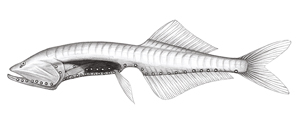 Cyclothone alba白圓罩魚