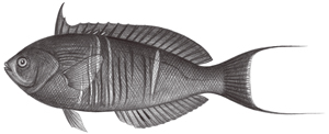 Pseudocoris heteroptera異鰭擬盔魚