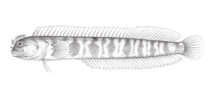 Neoclinus nudus裸新熱鳚