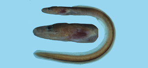 Kaupichthys diodontus雙齒眶鼻擬鯙