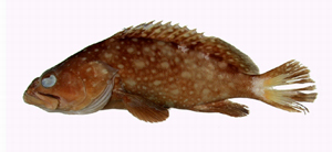 Epinephelus bontoides點列石斑魚