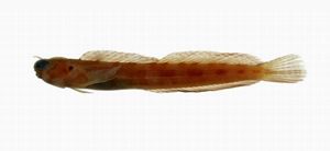 Blenniella bilitonensis對斑真蛙鳚