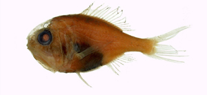 Hoplostethus mediterraneus地中海胸燧鯛