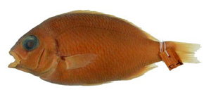 Scolopsis margaritifera珠斑眶棘鱸
