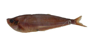 Opisthopterus tardoore後鰭魚
