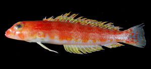 Parapercis rubromaculata紅點擬鱸