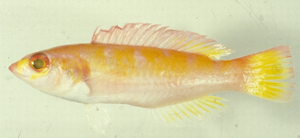 Decodon pacificus太平洋裸齒隆頭魚