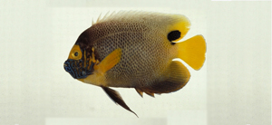 Pomacanthus xanthometopon黃顱蓋刺魚