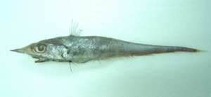 Coelorinchus longissimus長管腔吻鱈