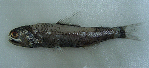 Nannobrachium nigrum黑體短鰓燈魚