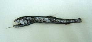 Rhadinesthes decimus細杉魚
