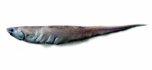 Polyacanthonotus challengeri白令海多刺背棘魚