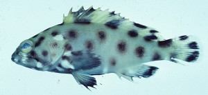 Epinephelus maculatus花點石斑魚