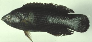 Labrichthys unilineatus單線突唇魚