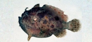 Antennarius nummifer康氏躄魚