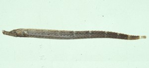 Phoxocampus diacanthus雙棘錐海龍
