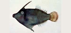 Pervagor melanocephalus黑頭前角單棘魨
