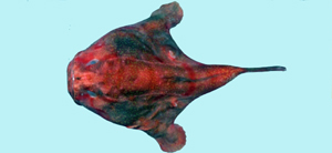 Chaunax fimbriatus單棘躄魚