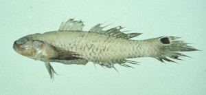 Parachaeturichthys polynema多鬚擬矛尾鰕虎