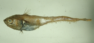 Malacocephalus laevis滑軟首鱈