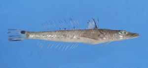 Bembrops caudimacula尾斑鯒狀魚