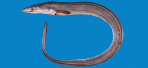 Muraenesox cinereus灰海鰻
