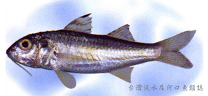 Upeneus sulphureus黃帶緋鯉