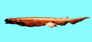 Chlamydoselachus anguineus皺鰓鯊