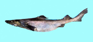 Centrophorus granulosus顆粒刺鯊