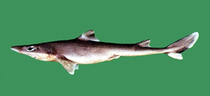 Squalus japonicus日本角鯊