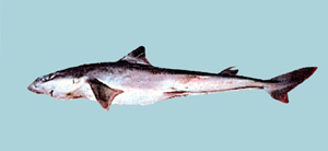 Squalus brevirostris短吻角鯊