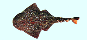 Squatina japonica日本扁鯊