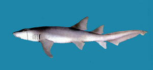 Nebrius ferrugineus鏽鬚鯊