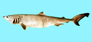 Pseudocarcharias kamoharai蒲原氏擬錐齒鯊