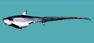 Alopias vulpinus狐鯊