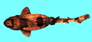 Cephaloscyllium umbratile汙斑頭鯊