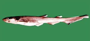 Galeus sauteri梭氏蜥鯊