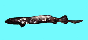 Pseudotriakis microdon小齒擬皺唇鯊