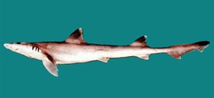 Hemitriakis japanica日本半皺唇鯊