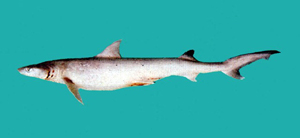 Hemigaleus microstoma小口半沙條鯊