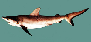 Carcharhinus amblyrhynchos鈍吻真鯊