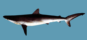 Carcharhinus brachyurus短尾真鯊